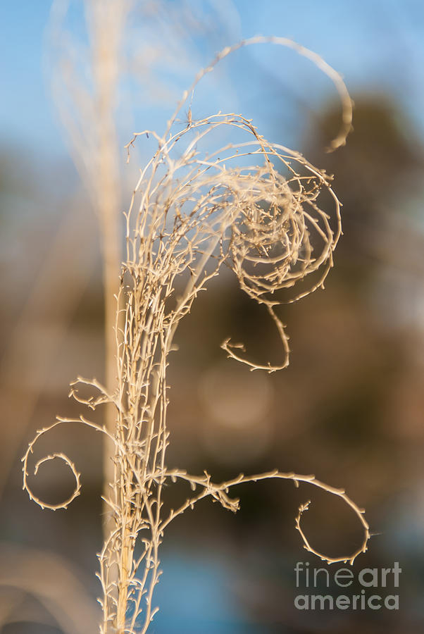 Nature's Swirls by Terri Creasy Nature's Swirls by Terri Creasy