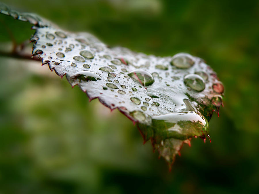 Natures Tears Photograph by Micki Findlay