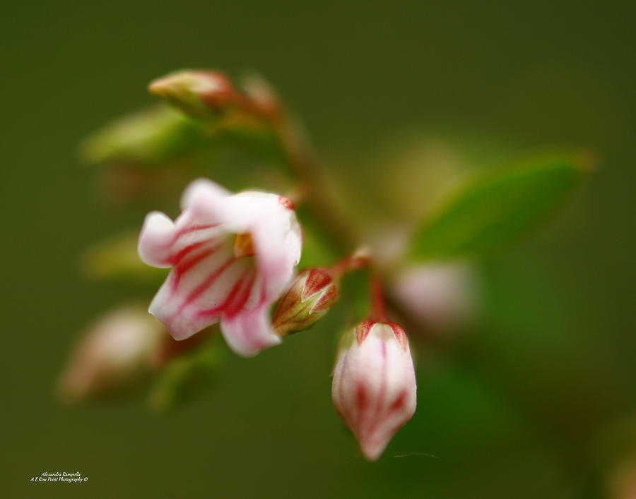 Flowers Still Life Photograph - Natures Tinkerbell by Alexandra  Rampolla