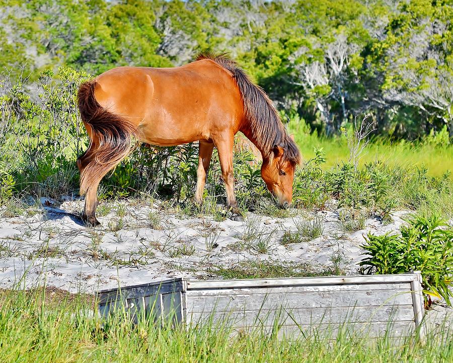 Horse Photograph - Natures Treasure - Wild Horses of Assateague Island by Kim Bemis