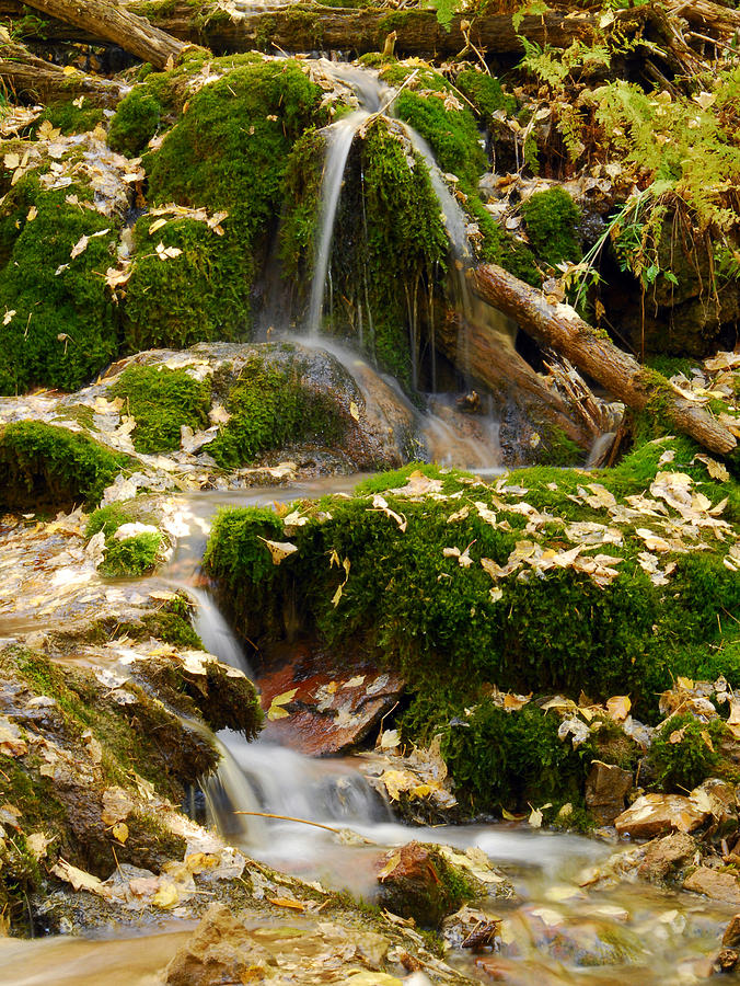 Natures Trickle Photograph by Tracy Smith Natures Trickle Photograph by Tracy Smith