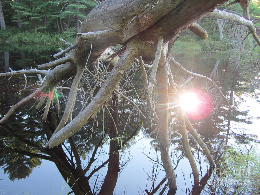 Mountain Pond - Sun Reflection Photograph by Susan Carella