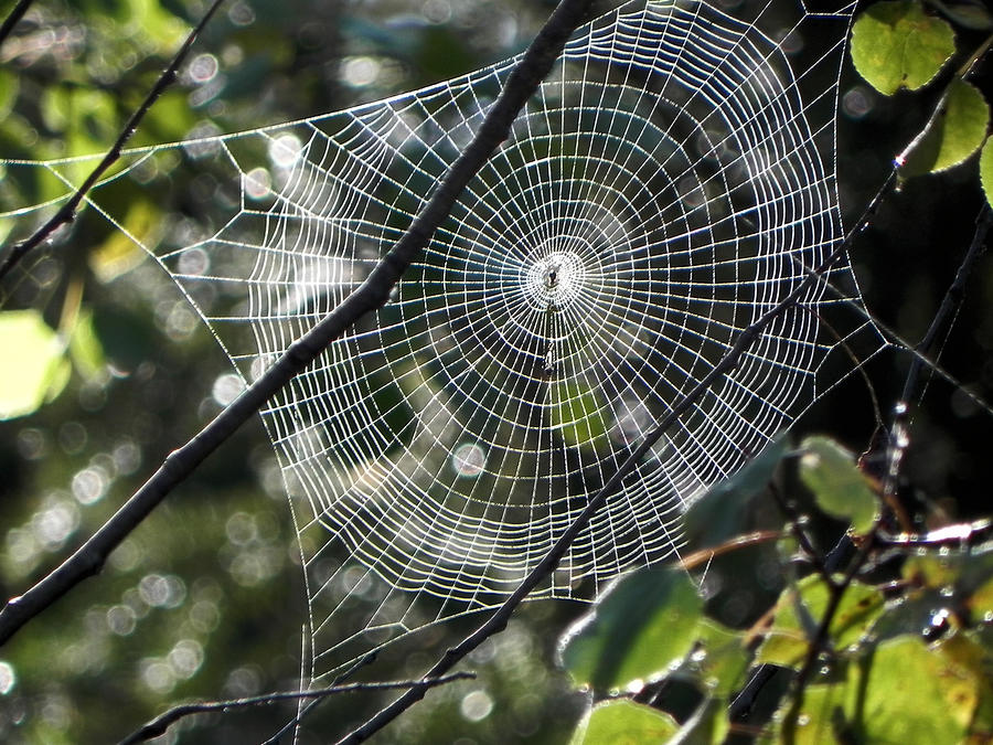 Natures Web Photograph by Whispering Peaks Photography