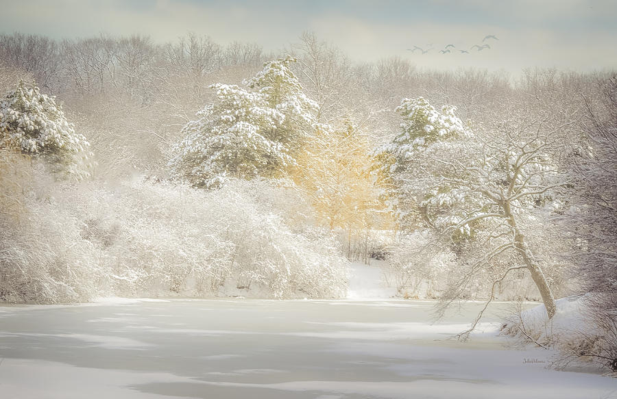 Natures Winter Landscape Photograph by Julie Palencia