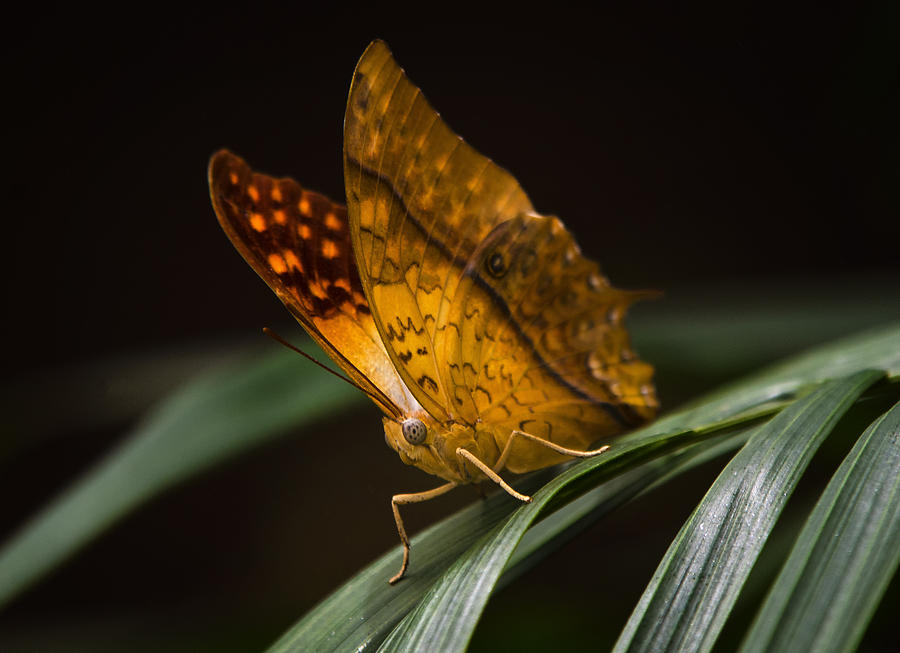 Butterfly Photograph - Natures Wonders  by Saija Lehtonen