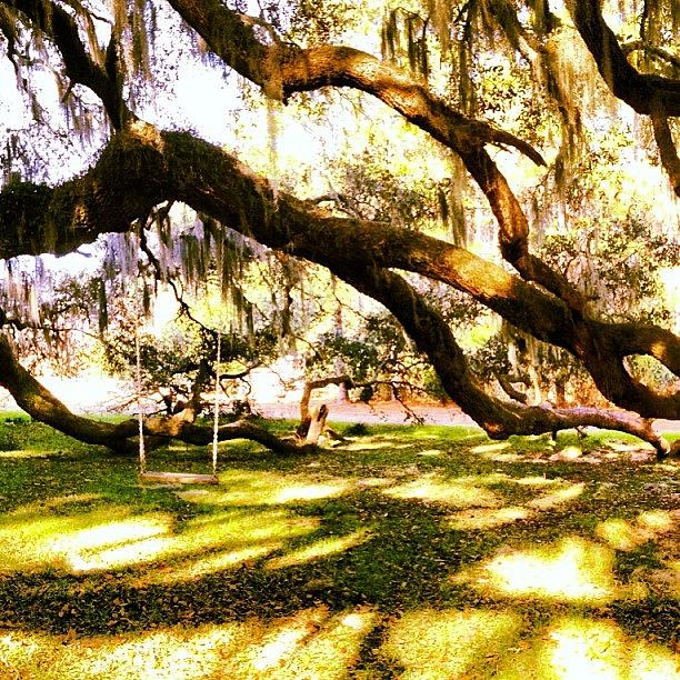 Nature Photograph - #nature#spanishmoss #oaktree by Trent Caldwell