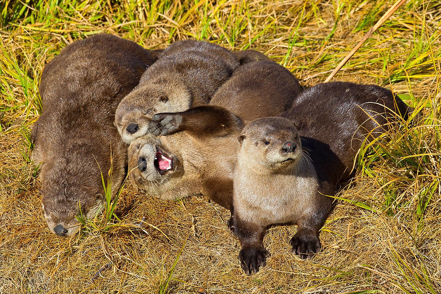 Naughty Otters Photograph by Aaron Whittemore