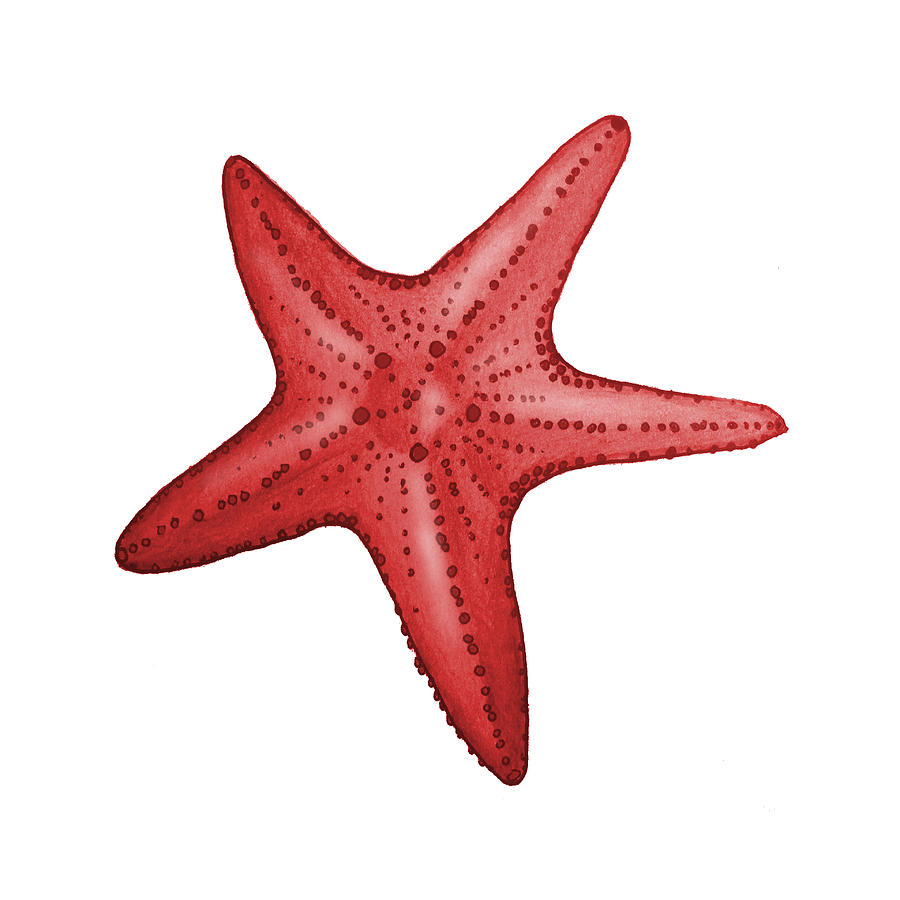 Fish Digital Art - Nautical Red Starfish by Michelle Eshleman