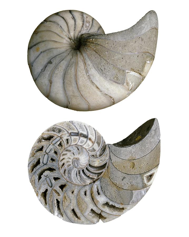 Nautiloid Fossil by Natural History Museum, London/science Photo Library