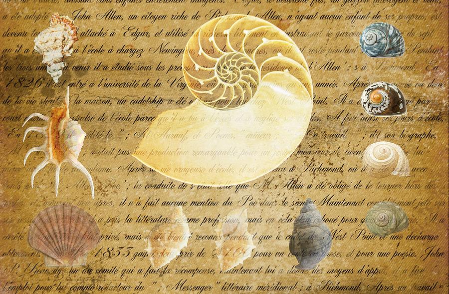 Nautilus Shell and Sea Shells On Parchement Photograph by Suzanne Powers