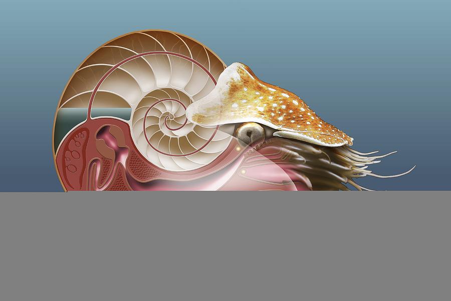 Animal Photograph - Nautilus, artwork by Science Photo Library