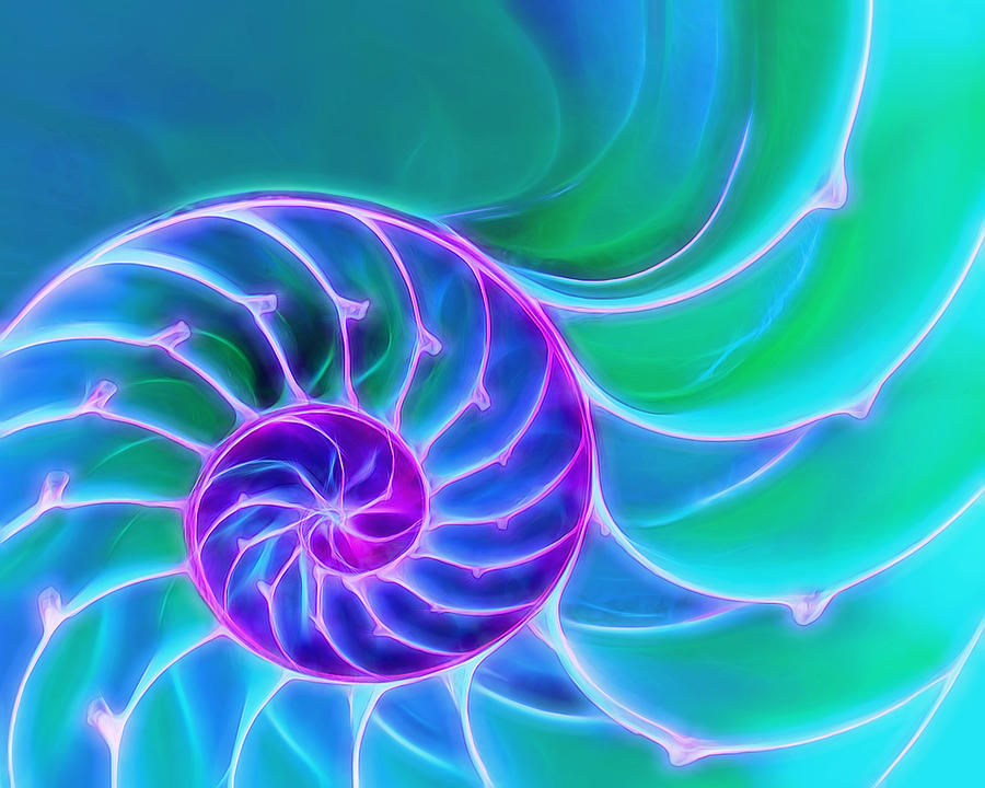 Nautilus Blue Spiral Photograph by Gill Billington