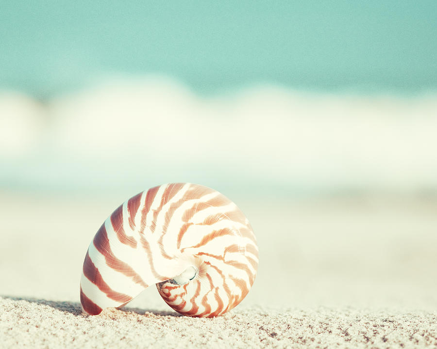 Summer Photograph - Nautilus Seashell Photography by Carolyn Cochrane