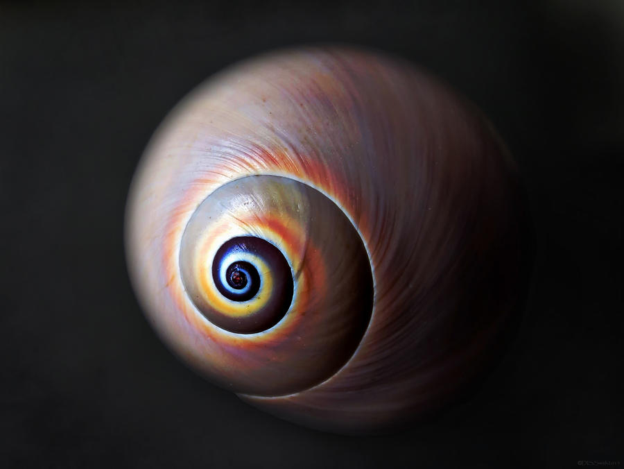 Nautilus Photograph by Deborah Smith