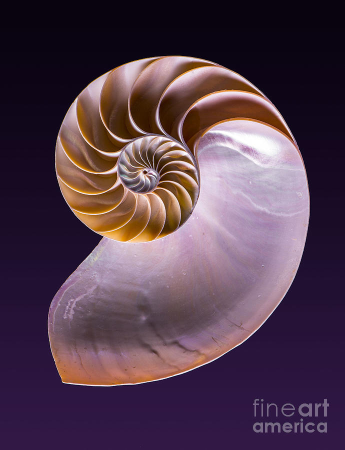 Nautilus Design III Photograph by Bruce Bain - Pixels