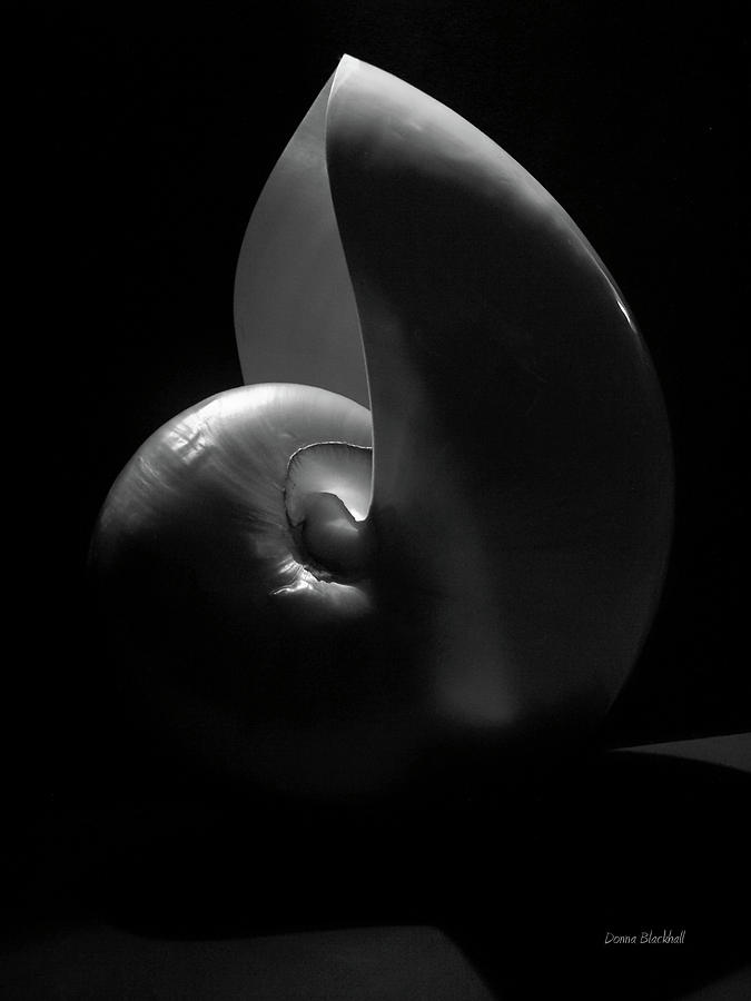 Nautilus Photograph by Donna Blackhall