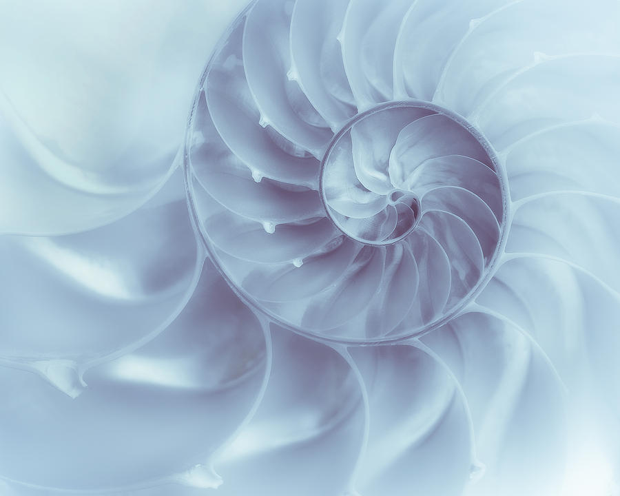 Abstract Photograph - Nautilus - Dreaming of the Sea by Tom Mc Nemar