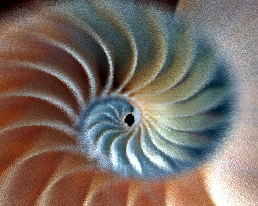 Nautilus Impression Photograph by Phil Cardamone