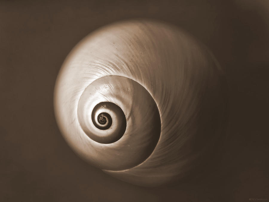 Nautilus in Sepia Photograph by Deborah Smith