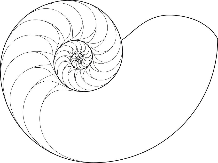 Nautilus (Logarithmic spiral drawing) Drawing by Thoth_Adan