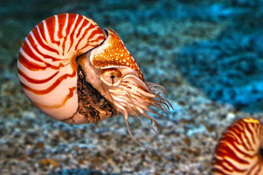 Nautilus Photograph by Mitch Cat | Fine Art America