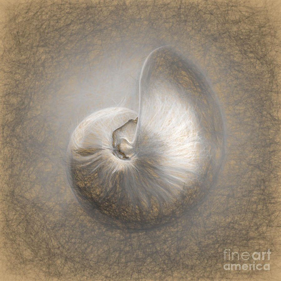 Shell Digital Art - Nautilus Pencil by Linda Olsen