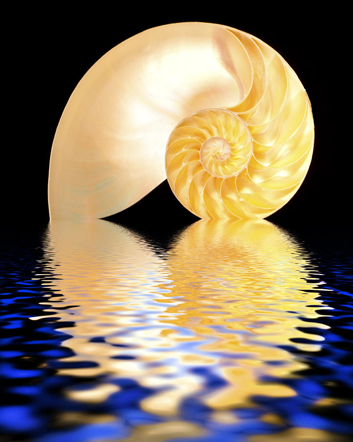 Nature Photograph - Nautilus Reflection by Robert Jensen