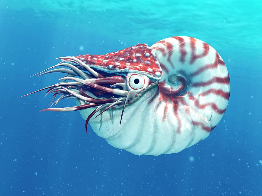 Nautilus Photograph by Sciepro/science Photo Library