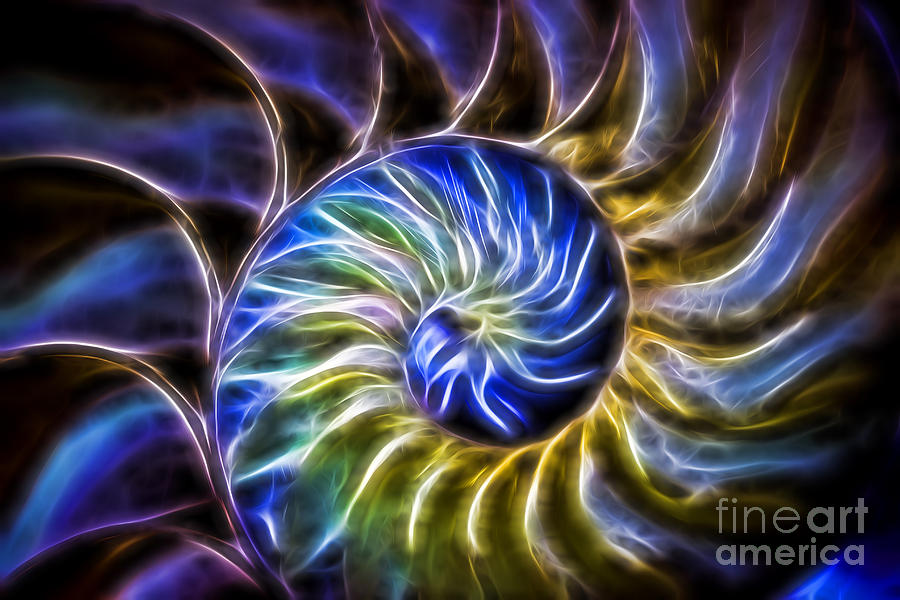 Nautilus Shell Abstract Photograph by Tom Gari Gallery-Three