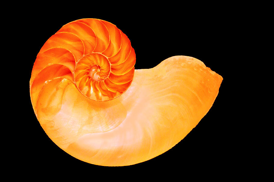 Nautilus Shell Photograph by Bill Barber