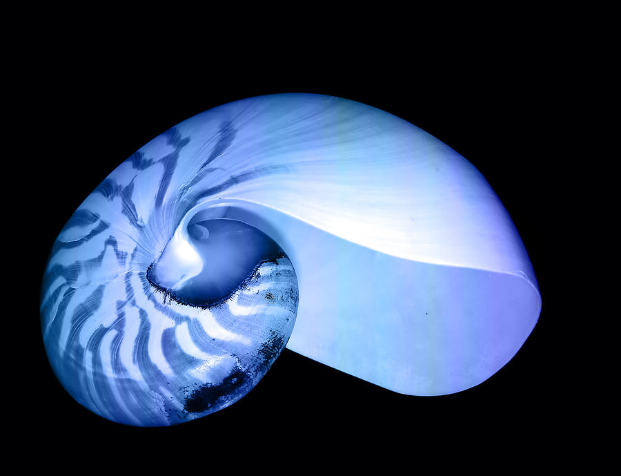 Nautilus shell Digital Art by Modern Abstract