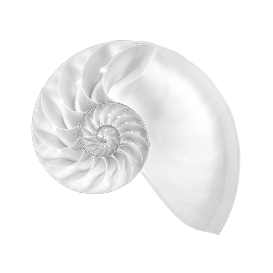 Black And White Photograph - Nautilus shell interior by Jim Hughes