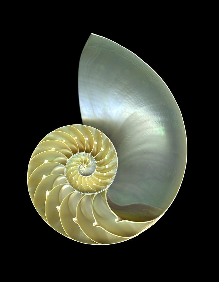 Nautilus Shell Macro Closeup Isolated Photograph by Csphoto