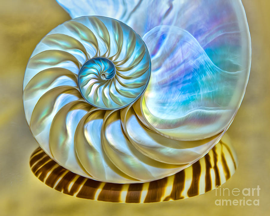 Shell Photograph - Nautilus Shell On A Mirror by Mimi Ditchie