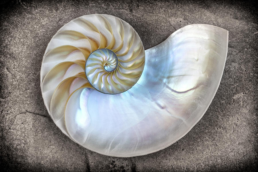 Nautilus Shell On A Textured Background Photograph by Mimi Ditchie Photography