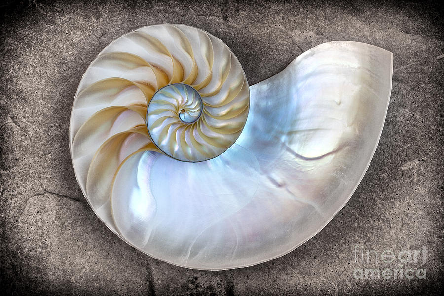 Nautilus Shell On A Textured Background Photograph by Mimi Ditchie