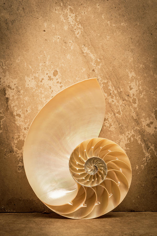 Nautilus Shell On Textured Paper Photograph by Gary S Chapman