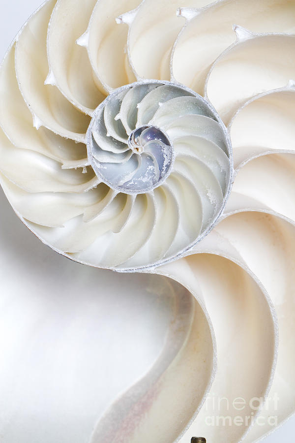 Nautilus Shell Photograph by Photo Researchers