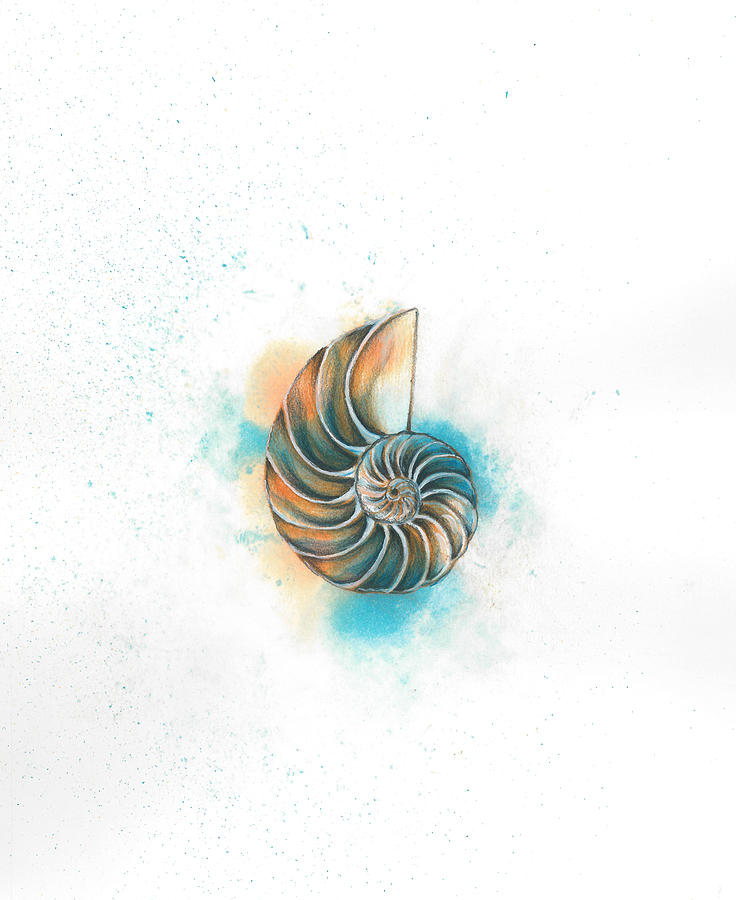 Nautilus Shell Drawing By Susie Bell