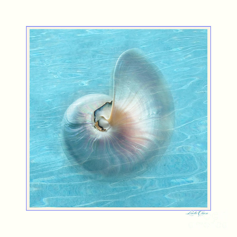 Nautilus Shell Underwater Photograph by Linda Olsen