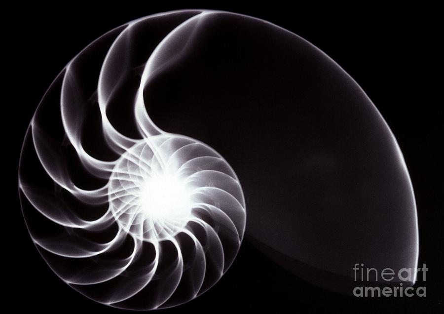 Nautilus shell Xray Photograph by Spl