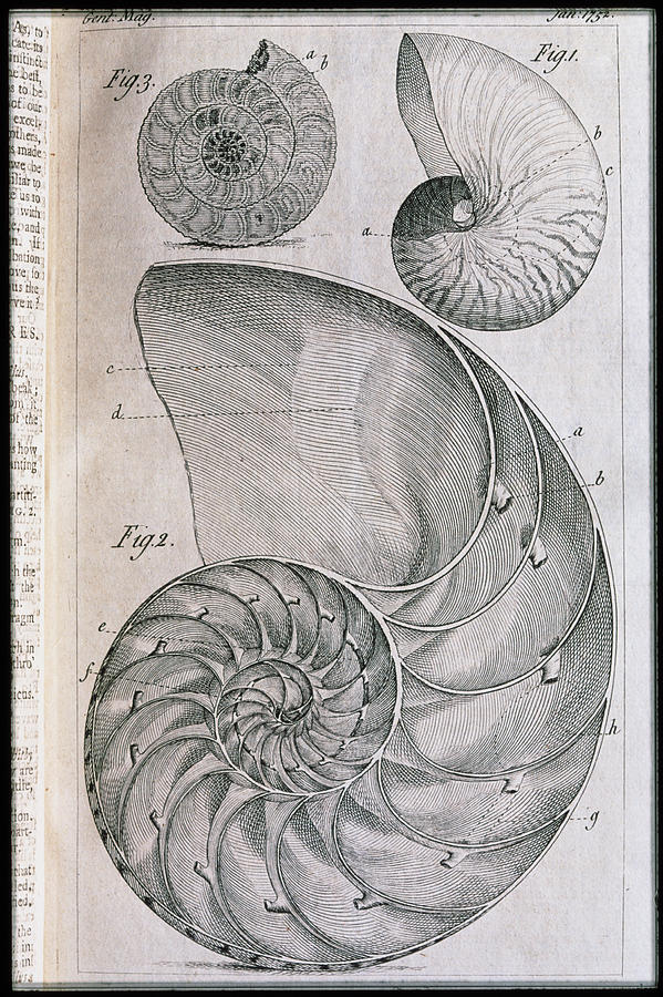 Nautilus Shells And Ammonite Photograph by George Bernard/science Photo Library