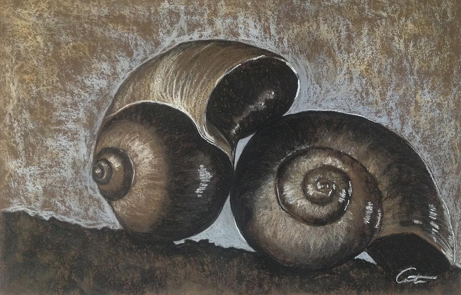 Shell Painting - Nautilus Shells in Sepia by Cristel Mol-Dellepoort