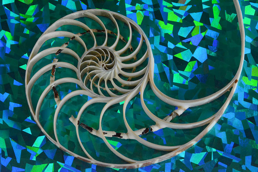 Nautilus Slice Photograph by Newman & Flowers