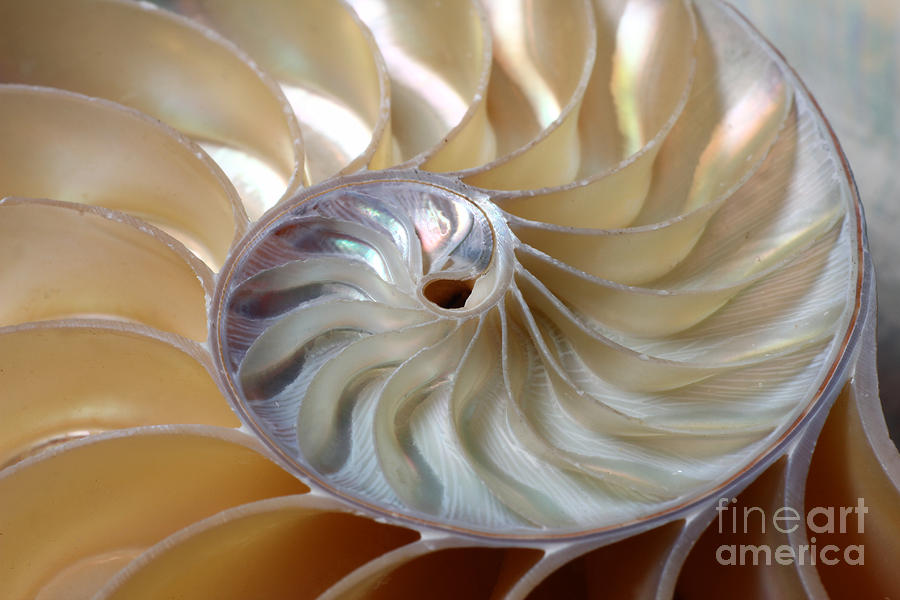 Shell Photograph - Nautilus spiral by Eugene Sim
