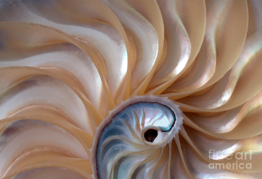 Nautilus Wave Photograph by Alice Cahill