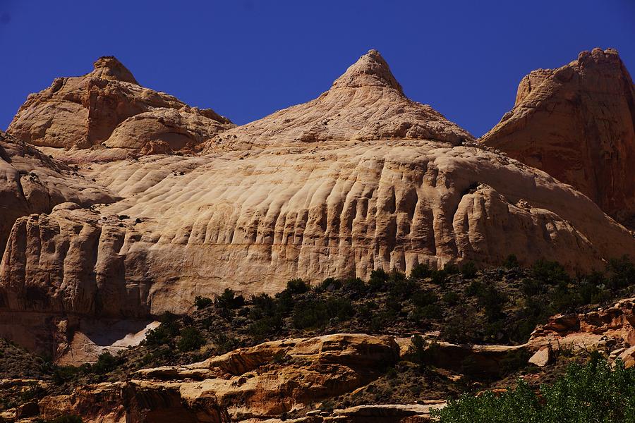 Tree Photograph - Navajo Dome by Michael Courtney