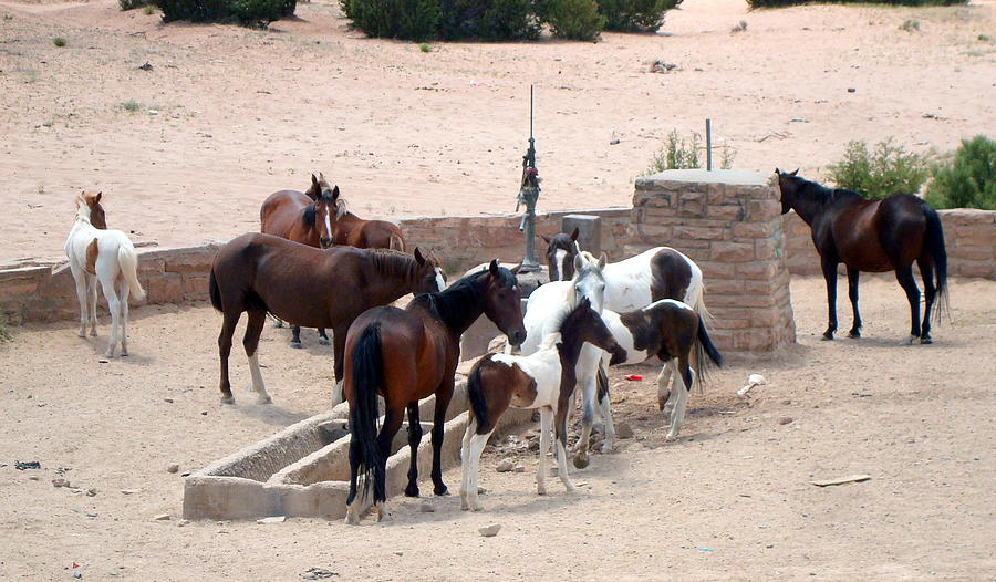 Navajo Herd Photograph by Susan Woodward