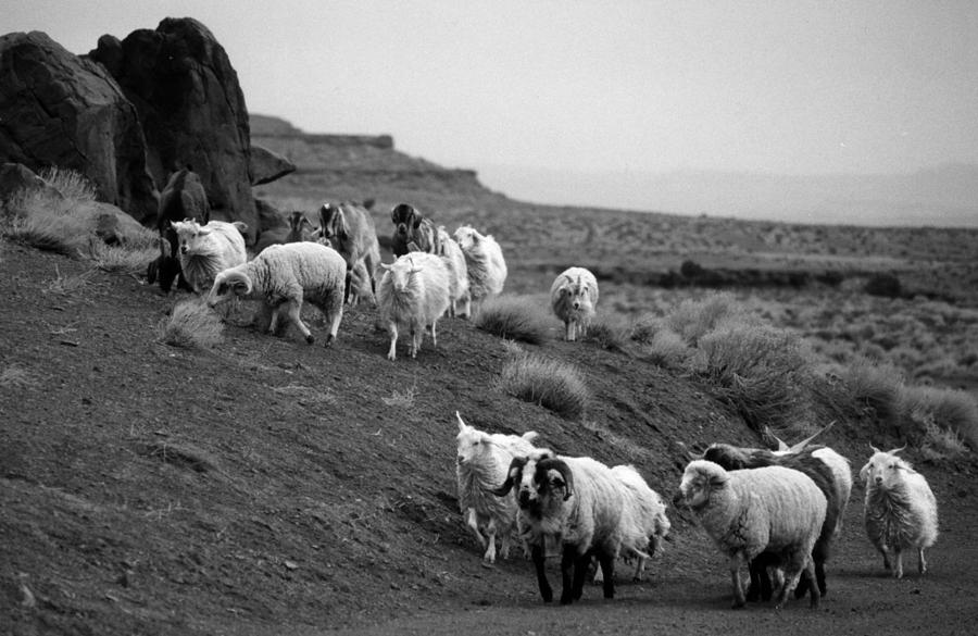 Navajo sheep Photograph by Robert Lozen