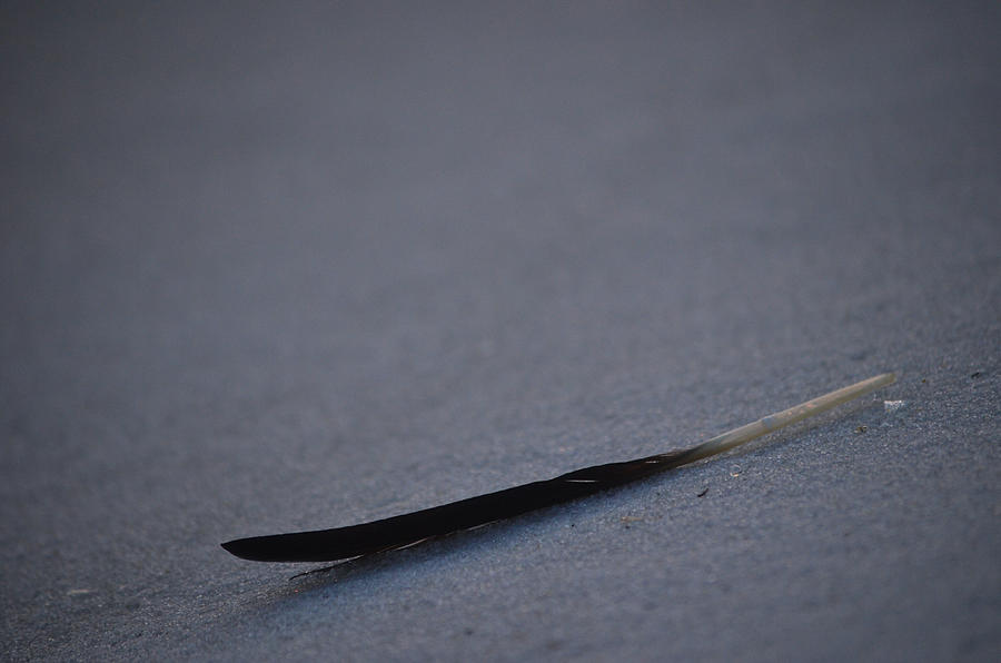 Navarre Beach Solo Bird Feather Photograph by Jeff at JSJ Photography